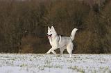 SIBERIAN HUSKY 415